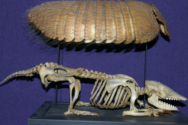 1654573-an-armadillo-skeleton-0.jpg