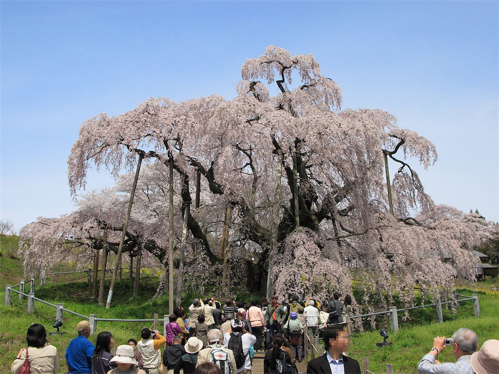 Miharu_Miharu-Takizakura_Front_1-small.jpg